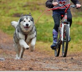 Fahrrad fahren mit Hund: Was erlaubt ist und wie eure Tour gelingt