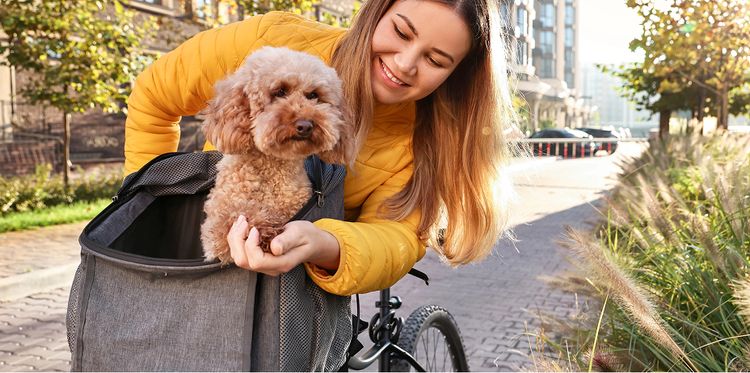 Unkompliziert: Kleinere Hunde mit geringem Gewicht können in einem Fahrradkorb vorn am Lenker transportiert werden