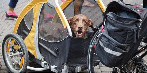 Individuell einsetzbar: Ideal für längere Radtouren, aber auch im Alltag ist ein Hund in einem Fahrradanhänger gut aufgehoben