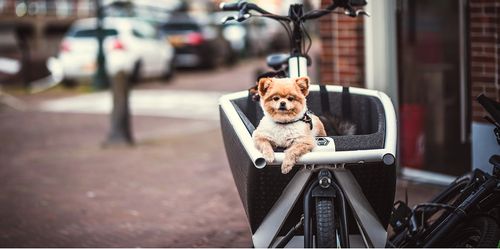 Komfortabel: In der Stadt sind Hunde im Lastenrad sicher unterwegs und du hast deinen Liebling stets im Blick