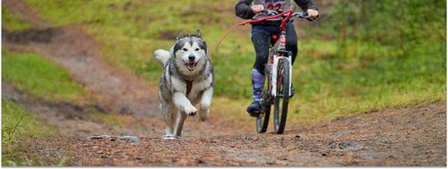 Fahrrad fahren mit Hund: Was erlaubt ist und wie eure Tour gelingt